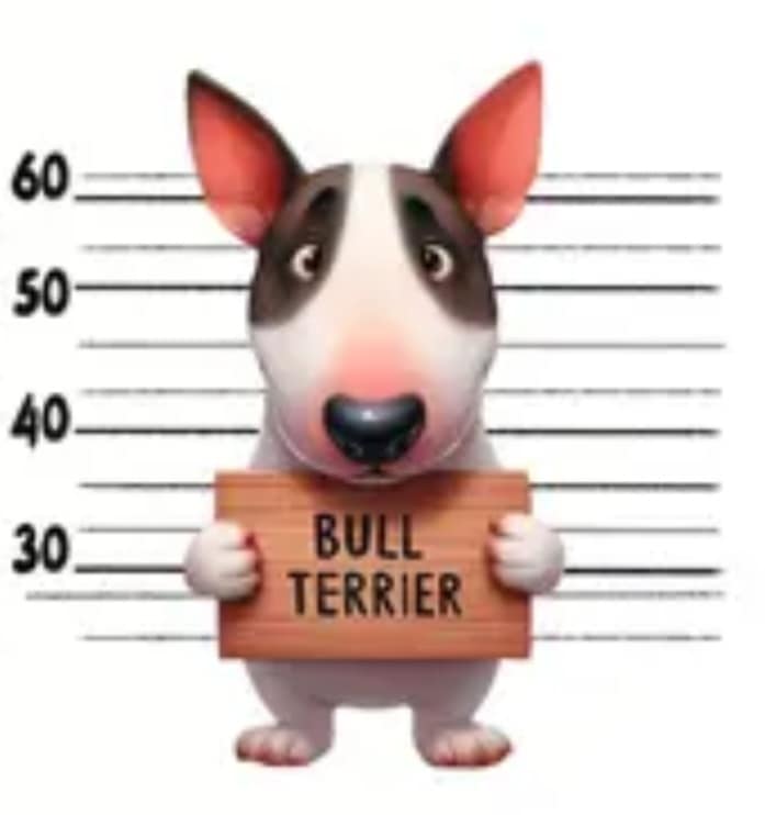 Verre à vin Bull Terrier en prison (1) simple paroi
